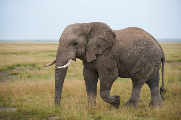 istock Elephant Big Huge Tusker Amboseli 1251701463