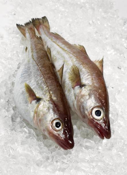 istock Fresh Whiting, merlangius merlangus, Fishes on Ice 1251701468