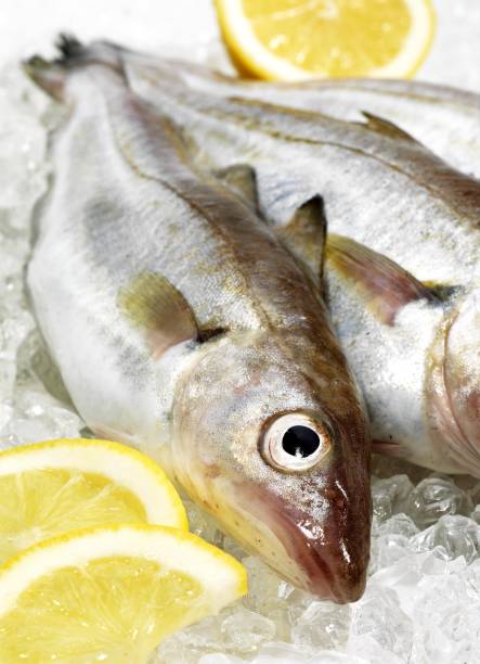 istock Fresh Whiting, merlangius merlangus, Fishes on Ice with Lemon 1251701505