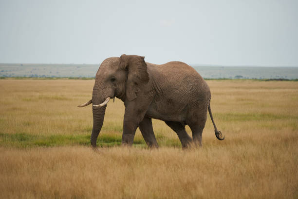 istock Elephant Big Huge Tusker Amboseli 1251701514