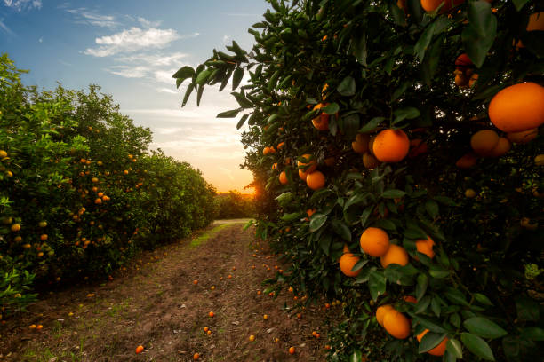 orangenbaumplantage - green ground juice freshness stock-fotos und bilder