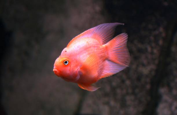 istock Red Parrot Cichlid, cichlasoma erythraeum 1251703793