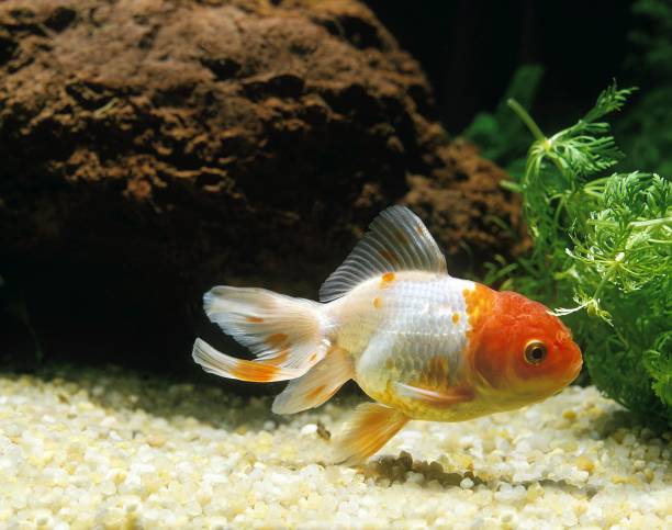 istock Oranda Goldfish, carassius auratus, Aquarium Fish 1251704011
