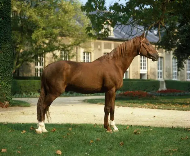 French Trotter Horse, Stallion at Haras de Compiegne in France