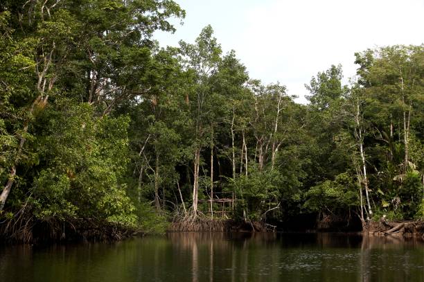 istock Forest and River at Orinoco Delta in Venezuela 1251704884