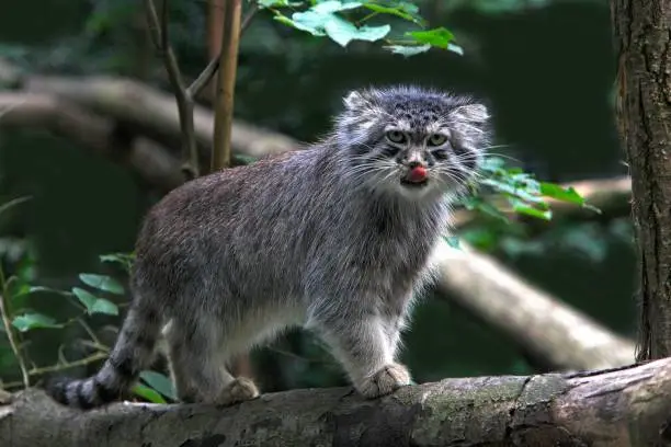 Manul or Pallas's Cat, otocolobus manul, Adult standing on Branch, Licking its Nose