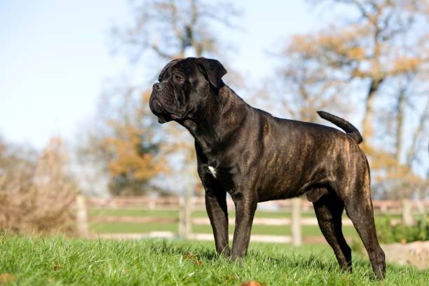 Cane Corso, a Dog Breed from Italy, Male standing on Grass Cane Corso, a Dog Breed from Italy, Male standing on Grass guard dog photos stock pictures, royalty-free photos & images