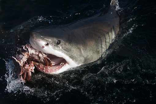 Great White Shark, carcharodon carcharias, Adult eating Tuna Fish, False Bay in South Africa