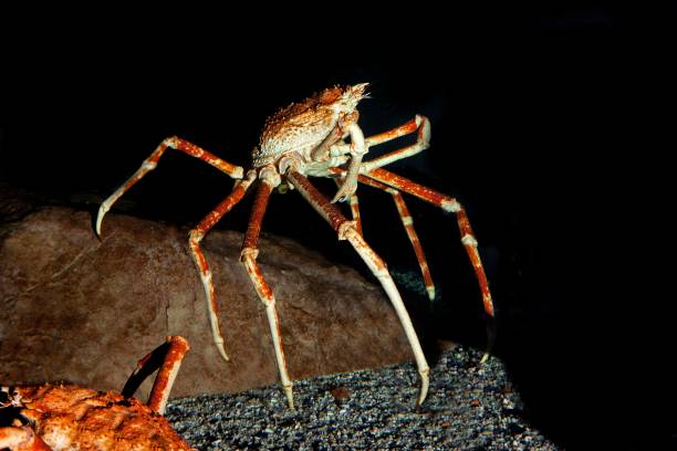Deep Sea Giant Spider Crab