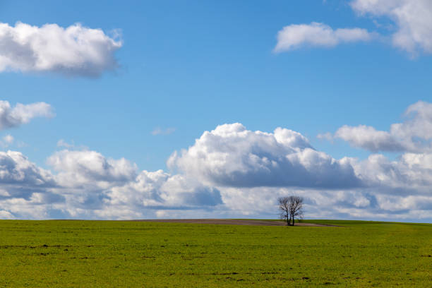 istock Springtime field background with lush green foliage and a lone standing tree in the field. 1251706548