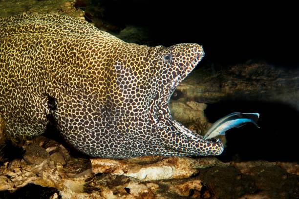 Honeycomb Moray Eel, gymnothorax favagineus, Adult with Open Mouth cleaned by a Bluestreak Cleaner Wrasse, labroides dimidiatus, South Africa Honeycomb Moray Eel, gymnothorax favagineus, Adult with Open Mouth cleaned by a Bluestreak Cleaner Wrasse, labroides dimidiatus, South Africa labroides dimidiatus stock pictures, royalty-free photos & images