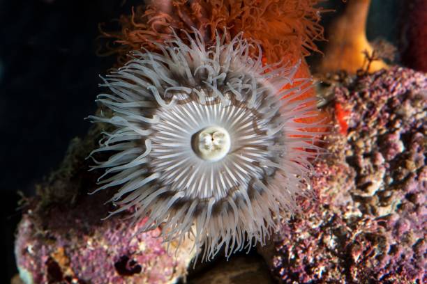 istock Sandy Anemone, aulactinia reynaudi, South Africa 1251706924
