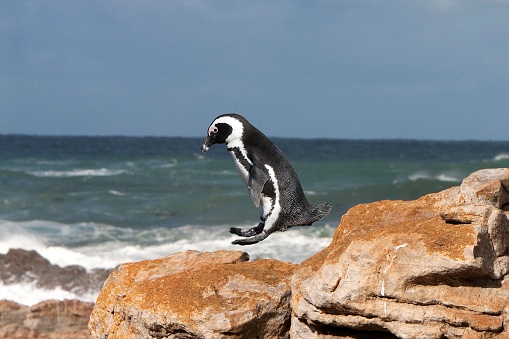 Jackass Penguin or African Penguin, spheniscus demersus, Adult Jumping from Rock, Betty's Bay in South Africa