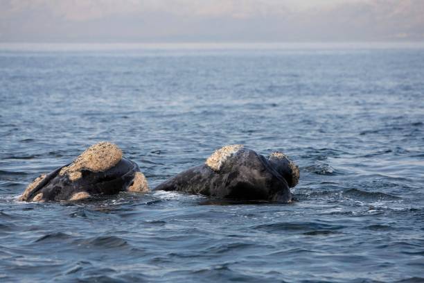 istock Southern Right Whale, eubalaena australis, Pair with Head emerging from Sea, Hermanus in South Africa 1251706982