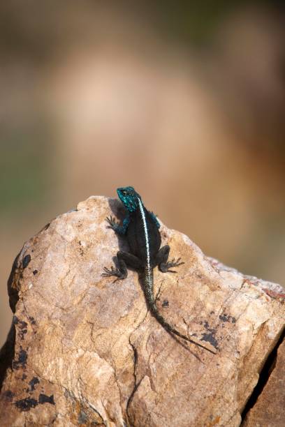 istock Agama standing on Rock, Hermanus in South Africa 1251707037