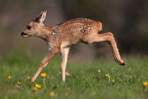 istock Roe Deer, capreolus capreolus, Fawn with Flowers, Normandy 1251707215