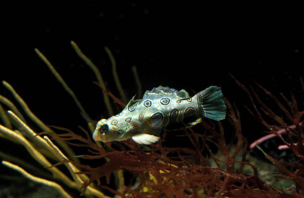istock Spotted Mandarin Fish, synchiropus picturatus 1251707483