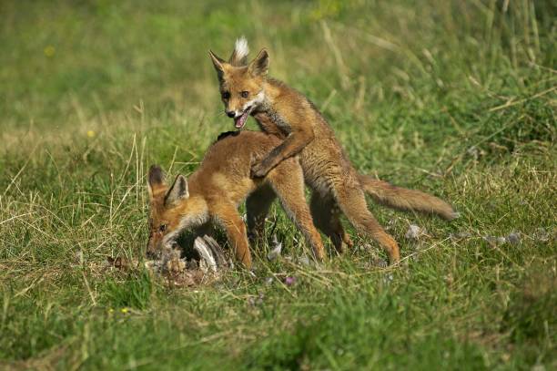 istock Red Fox, vulpes vulpes, Adults with a Kill, a Partridge, Excitement around the Prey, Normandy 1251707484