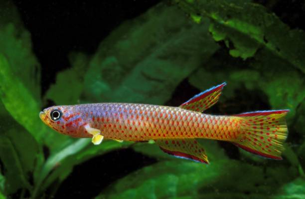 istock Red-Spotted Killi, aphyosemion cognatum, Aquarium Fish 1251707513