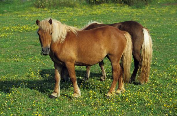 istock Shteland Pony, Horses in Meadow 1251707530