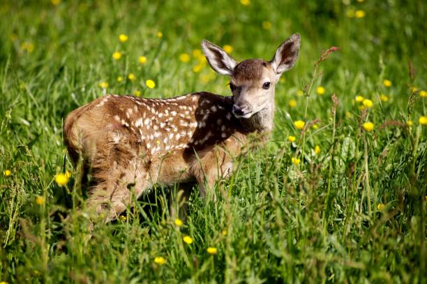 istock Red Deer, cervus elaphus, Fawn with Flowers, Normandy 1251707534