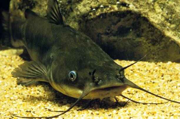 istock Brown Bullhead, ictalurus nebulosus, Catfish 1251707551