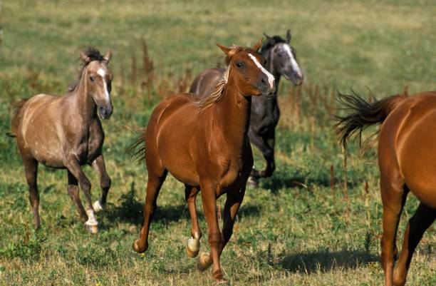 istock Arabian Horse, Herd moving through Meadow 1251707559