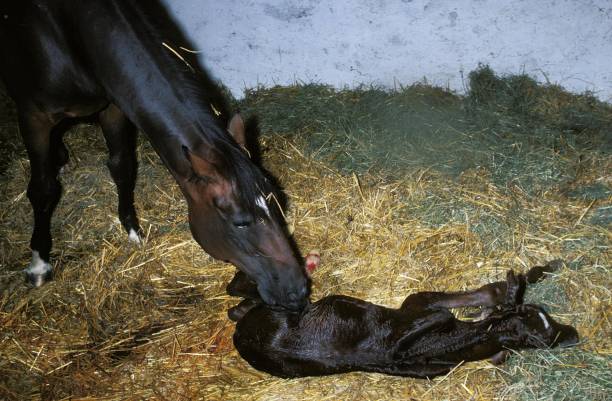 istock Mare with New borned Foal, Horse Foaling 1251707573