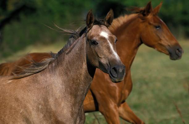 istock Arabian Horse, Horses standing in Meadow 1251707575