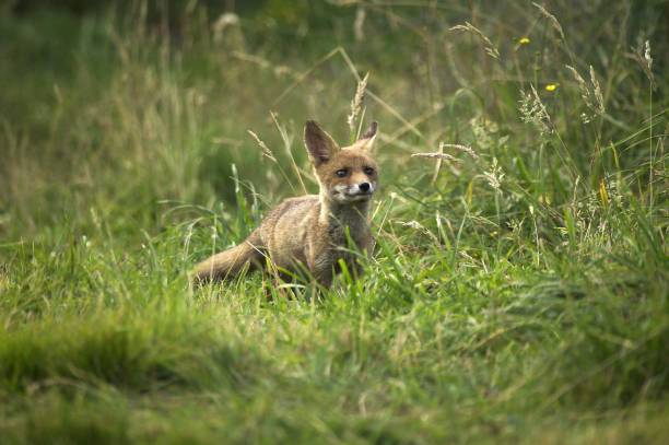 istock Red Fox, vulpes vulpes, Adult standing in Long Grass, Normandy 1251707611