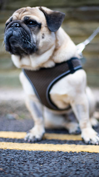 istock little pug named bubble in london 1251708665