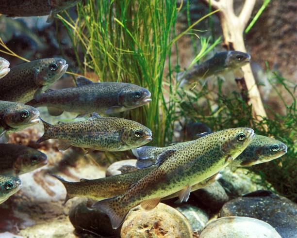 istock Rainbow Trout, salmo gairdneri, Adults 1251709984