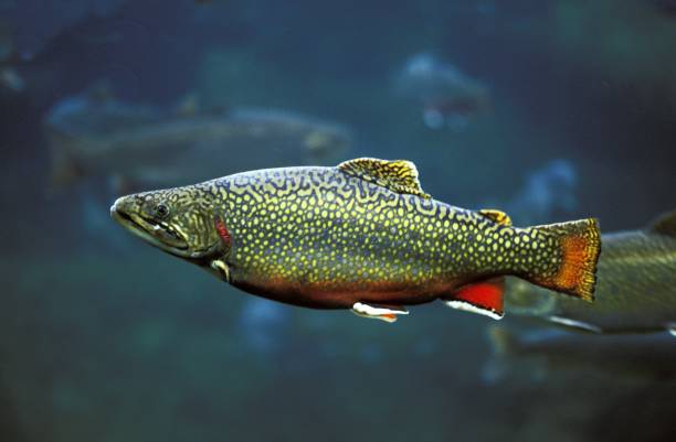 Brook Trout, salvelinus fontinalis, Adult Brook Trout, salvelinus fontinalis, Adult brook trout stock pictures, royalty-free photos & images