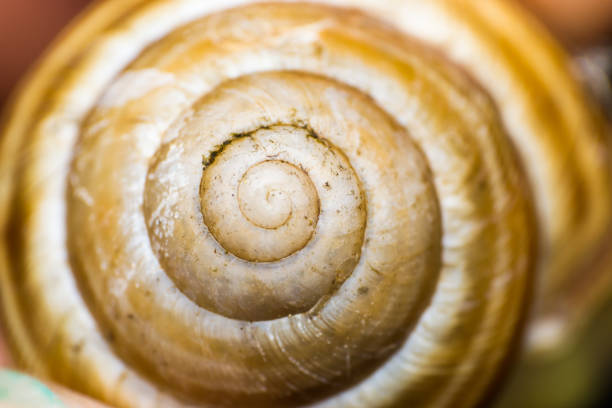 istock macro photo of a snail shell 1251710058