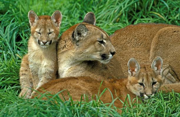 istock Cougar, puma concolor, Female with Cub laying on Grass 1251710237
