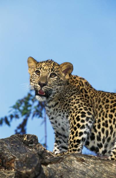 istock Leopard, panthera pardus, Young standing on Stump 1251710594