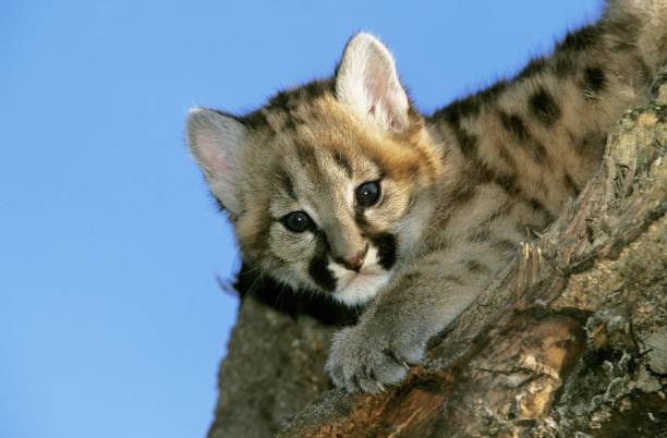 istock Cougar, puma concolor, Cub standing on Stump, Montana 1251710602
