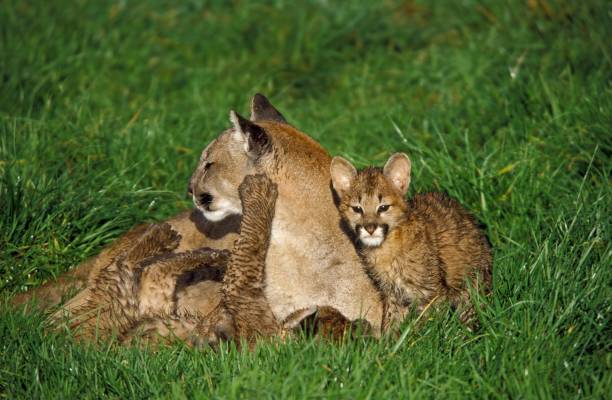 istock Cougar, puma concolor, Female with Cub laying on Grass 1251710606