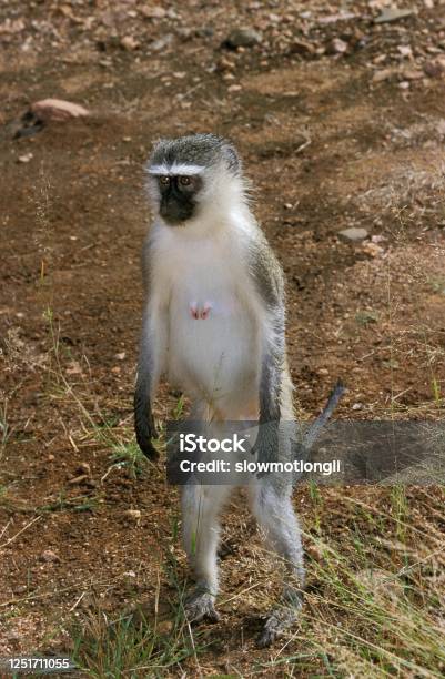 Vervet Monkey Cercopithecus Aethiops Femelle Standing On Hind Legs Kruger Park In South Africa Stock Photo - Download Image Now