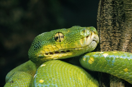 Green Tree Python, morelia viridis, Close up of Head