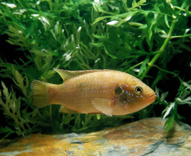 istock Red Jewel, hemichromis bimaculatus 1251711081