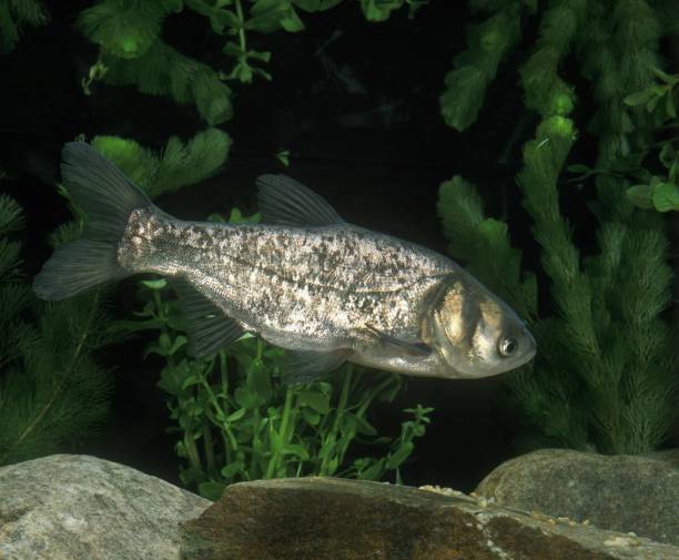 istock Silver Carp, hypophthalmichthys molitrix, Adult 1251711102