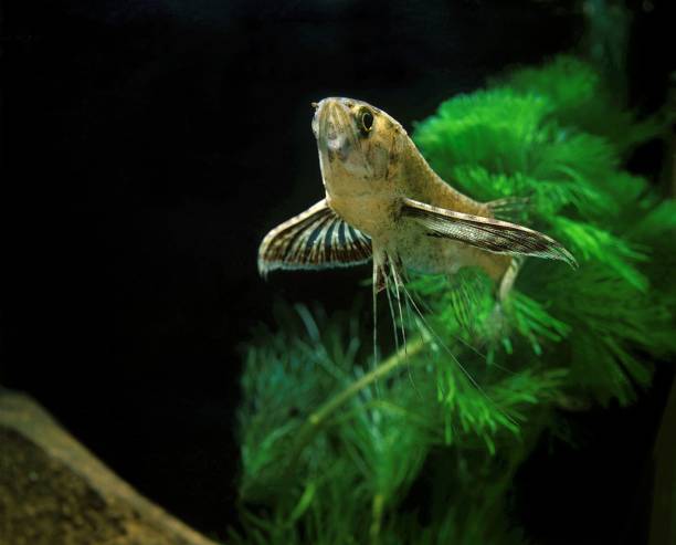 istock Butterfly Fish, pantodon buchholzi 1251711123