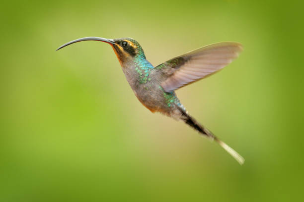 istock Hummingbird with long beak, Green Hermit, Phaethornis guy, clear light green background, Costa Rica. Wildlife scene from nature. Bird fly in forest. Hummingbird flight. 1251711252