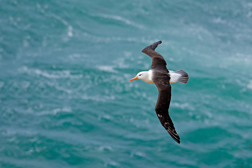 Albatross in fly with sea wave in the background. Black-browed albatross, Thalassarche melanophris, bird flight, wave of the Atlantic sea, on the Falkland Islands. Action wildlife scene from the ocean