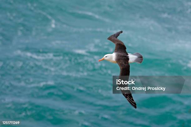 Albatross In Fly With Sea Wave In The Background Blackbrowed Albatross Thalassarche Melanophris Bird Flight Wave Of The Atlantic Sea On The Falkland Islands Action Wildlife Scene From The Ocean Stock Photo - Download Image Now
