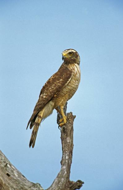 Sharp-Shinned Hawk, accipiter striatus, Adult standing on Branch, Pantanal in Brazil Sharp-Shinned Hawk, accipiter striatus, Adult standing on Branch, Pantanal in Brazil accipiter striatus stock pictures, royalty-free photos & images