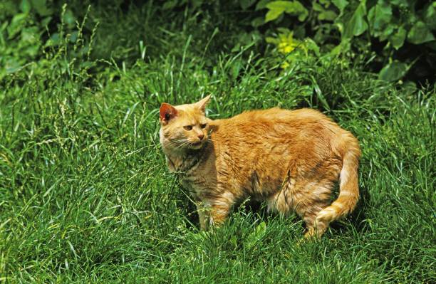 istock Red Domestic Cat, Adult standing on Grass 1251712372