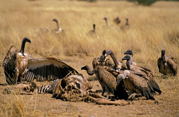 istock African White Backed Vulture, gyps africanus, Group on a Kill, a Burchell's Zebra Carcass, Masai Mara Park in Kenya 1251712381