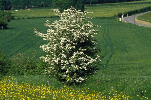 midland hawthorn, crataegus laevigata, krajobraz w normandii - laevigata zdjęcia i obrazy z banku zdjęć